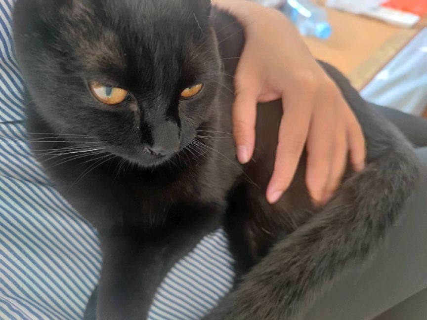 猫图片|宠物猫|猫咪|