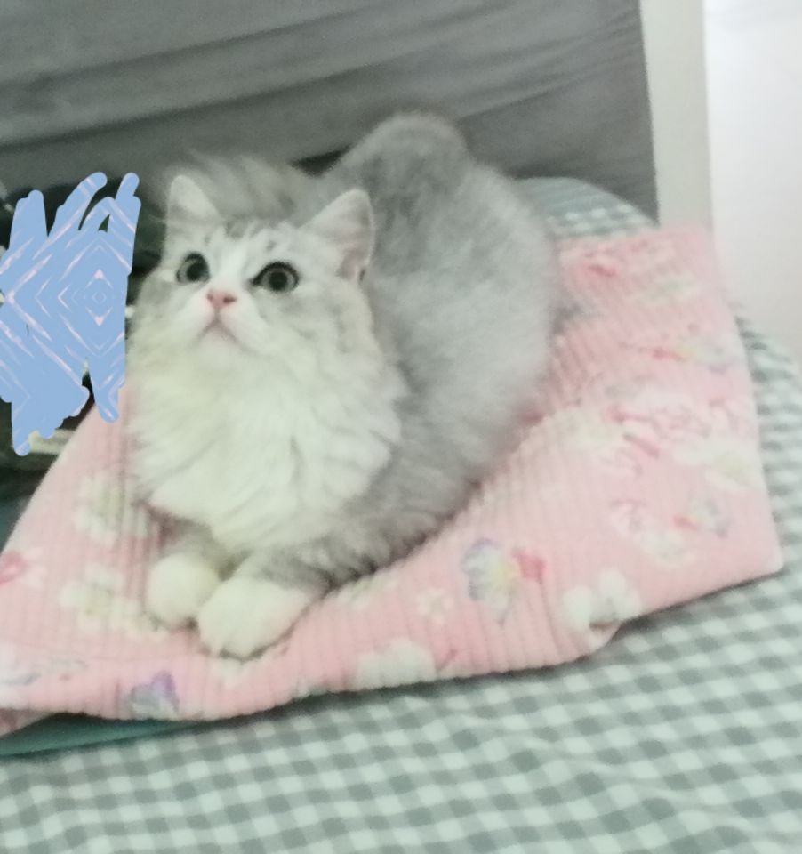 猫图片|宠物猫|猫咪|