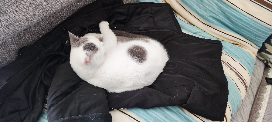 猫图片|宠物猫|猫咪|