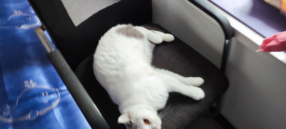 猫图片|宠物猫|猫咪|